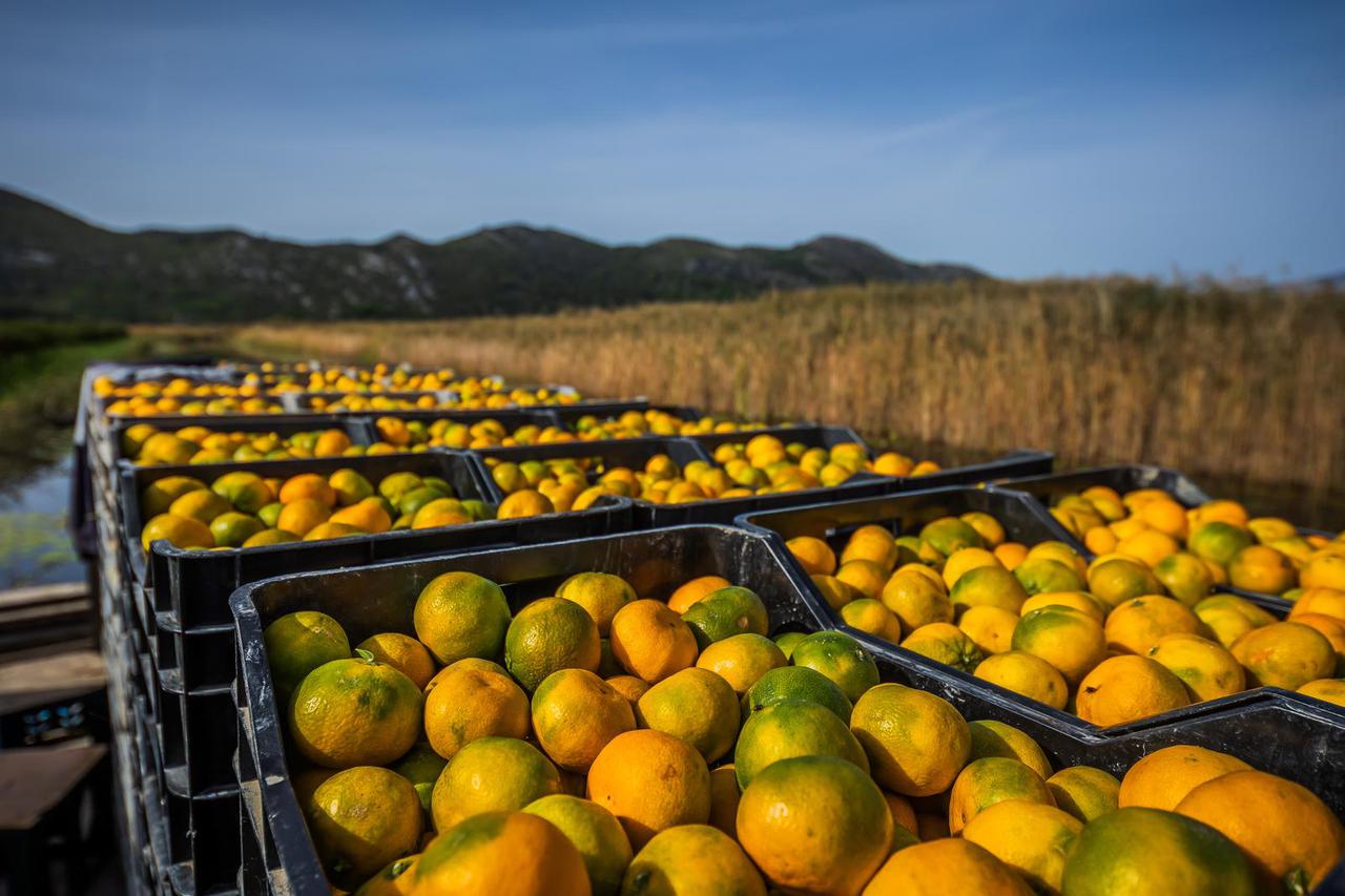 U tijeku je berba mandarina u Neretvanskom polju