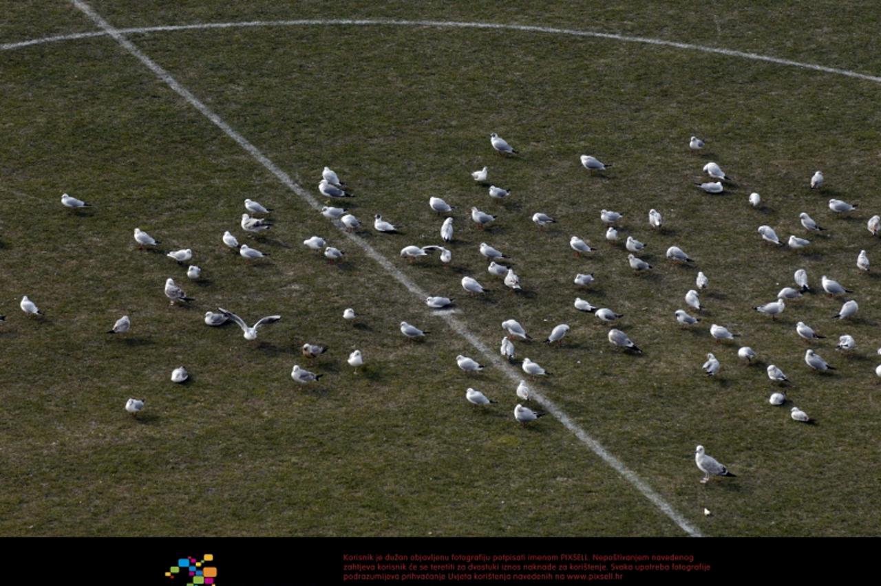 \'15.02.2012. Rijeka - Kako duze vrijeme nema nogometasa, jato galebova udomacilo se na centru nogometnog igralista na stadionu Kantrida. Photo: Goran Kovacic/PIXSELL\'