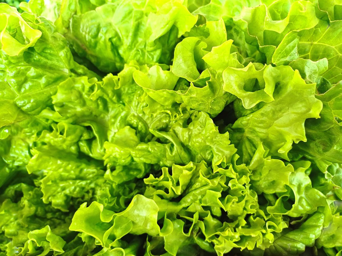 Salata: U drugoj polovici srpnja mogu se sijati ljetne i rane jesenske sorte salate koje bolje podnose toplinu. Kako bi sjeme lakše niknulo, gredicu treba održavati vlažnom, a za najvećih vrućina može joj pomoći djelomična sjena. Mlado lišće može se brati postupno, dok će glavice, ovisno o sorti i uvjetima, biti spremne tijekom jeseni.