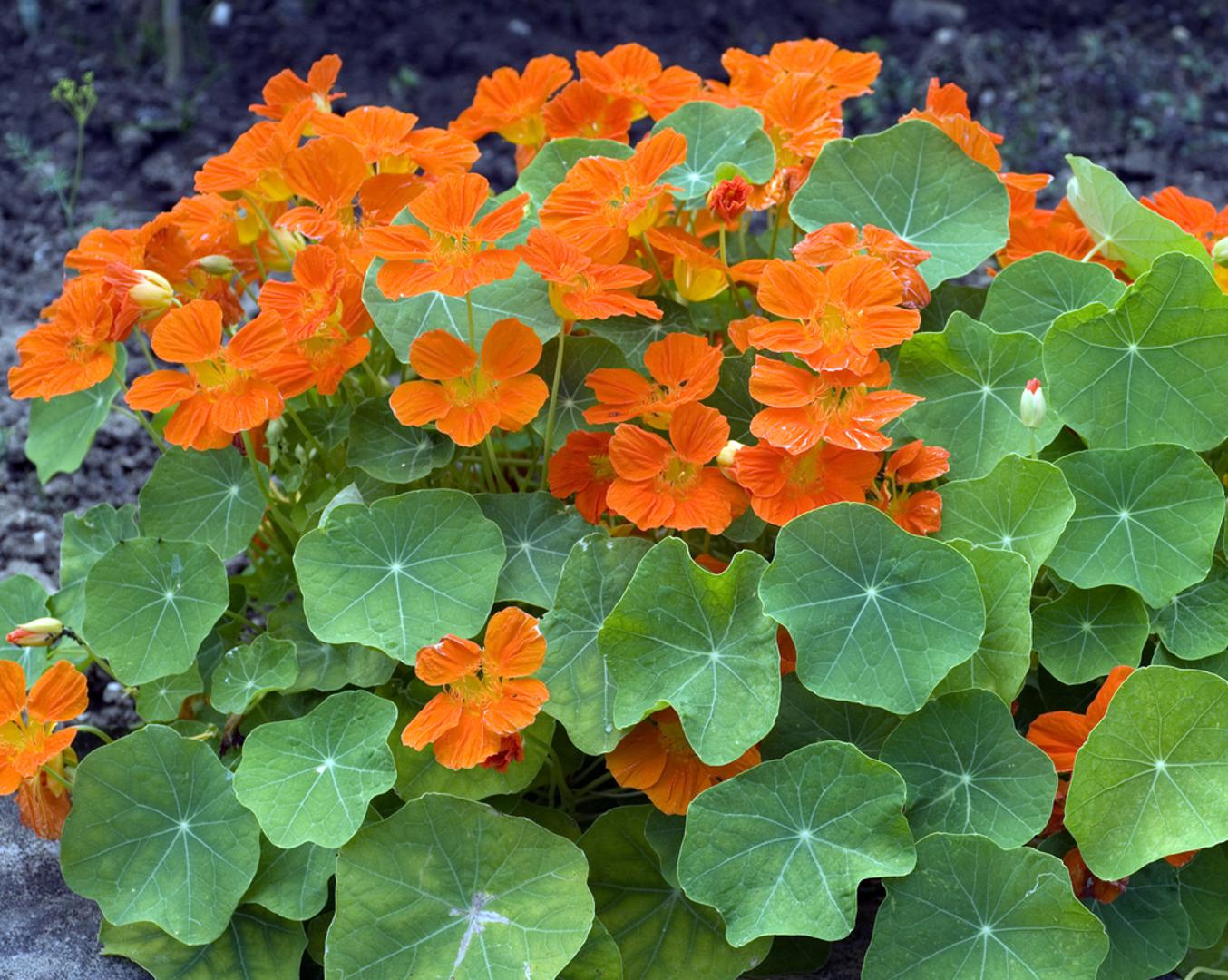 Dragoljub: Dragoljub je poznat kao svojevrsna biljka-mamac jer privlači lisne uši, pa one često napadaju njega umjesto povrća. Upravo zato koristan je uz krastavce, tikvice, grah i kupusnjače, gdje može pomoći da ostatak vrta ostane manje pogođen štetnicima. Uz to, njegovi cvjetovi i listovi su jestivi pa vrtu daje i dekorativnu i praktičnu vrijednost.