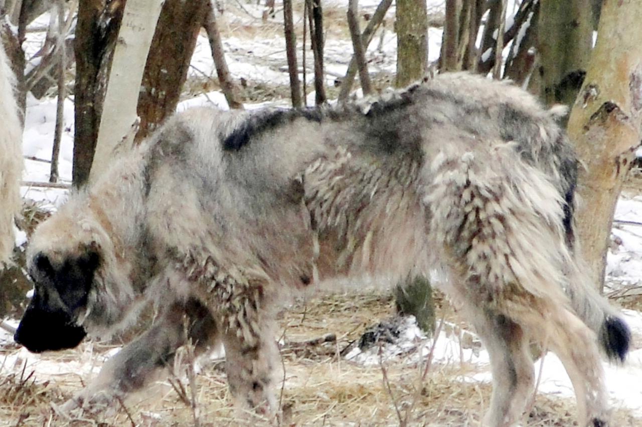 šarplaninac