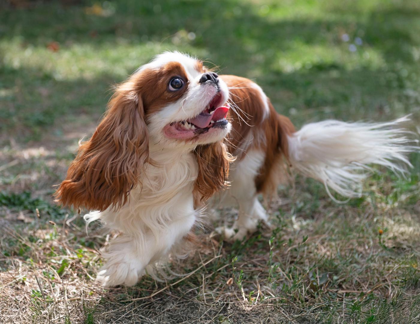 Cavalier King Charles španijel: Ova manja pasmina posebno je cijenjena zbog svoje umiljatosti i blagog karaktera. Kavaliri vole blizinu čovjeka, rado se maze i odlično se snalaze u situacijama u kojima je važan nježan kontakt, poput posjeta domovima za starije ili terapijskog rada s osobama kojima treba emocionalna podrška. Vlasnicima mogu biti pravo malo antistres društvo jer su topli, privrženi i sretni već i kada samo leže uz svog čovjeka.