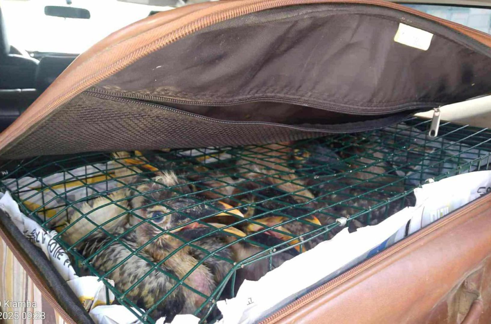 Operacija Thunder 2025 otkrila je oštar porast trgovine egzotičnim artropodima. Gotovo 10.500 leptira, paukova i insekata — mnogi zaštićeni prema CITES-u — zaplijenjeno je širom svijeta. Iako mali po veličini, ova stvorenja igraju vitalne ekološke uloge. Njihovo uklanjanje destabilizira prehrambene lance i uvodi invazivne vrste ili bolesti, predstavljajući ozbiljne rizike za biosigurnost i javno zdravlje.