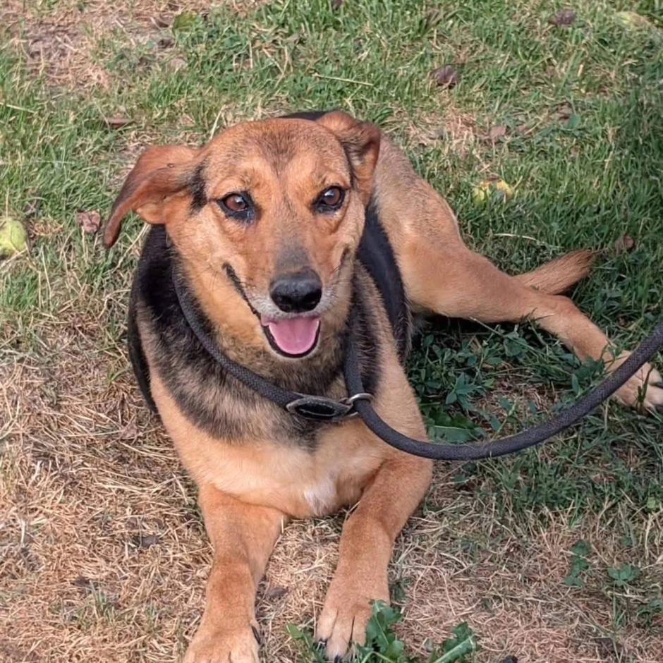 Greta je tiha i oprezna, ali privržena