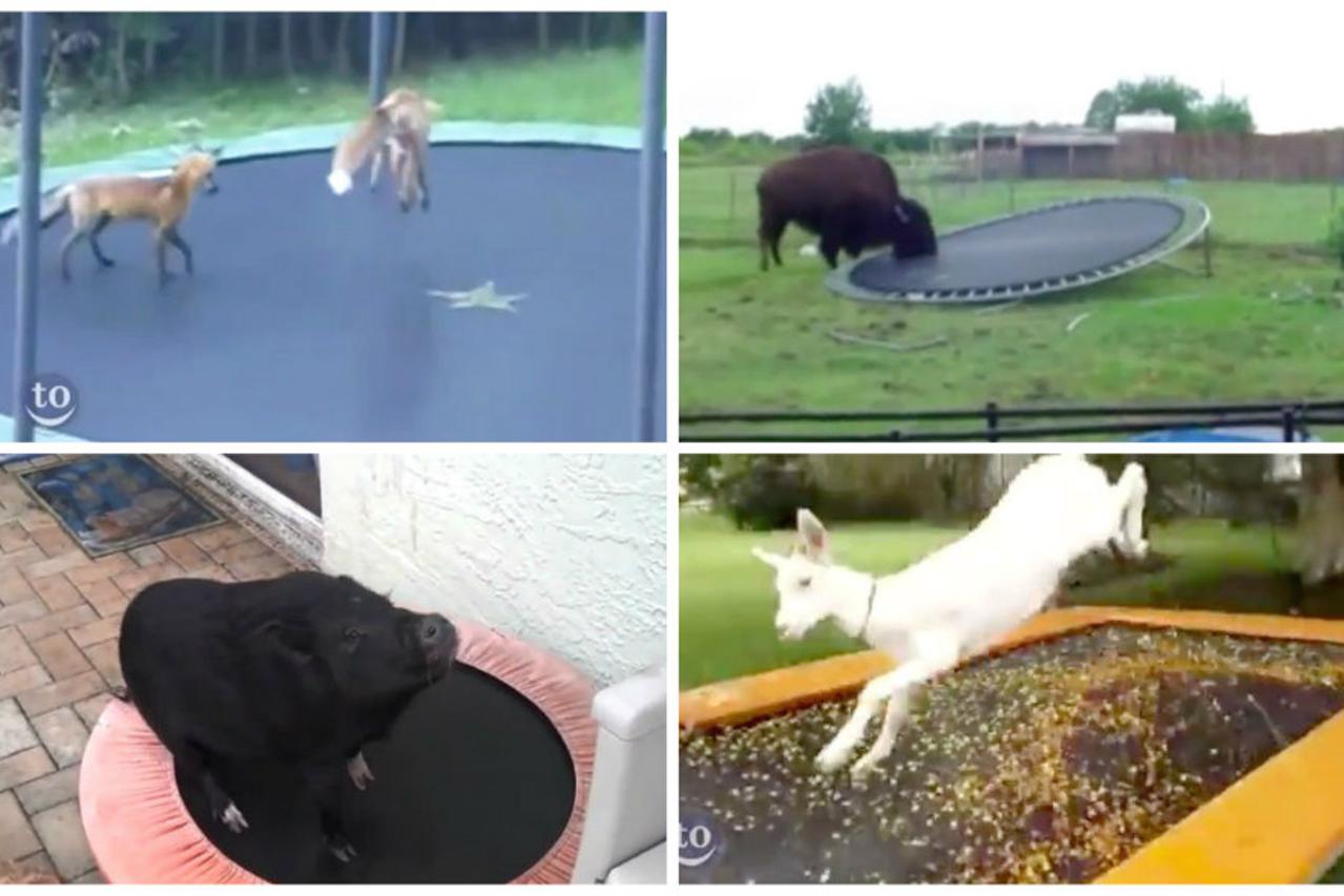 Životinje na trampolinu