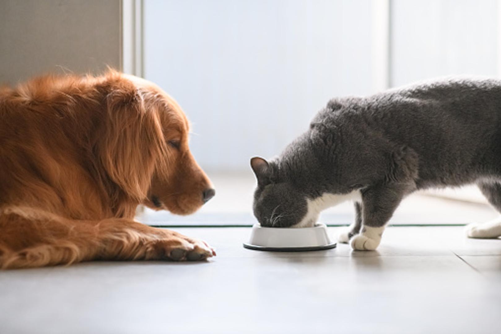 Posudice za hranu vaših ljubimaca- Pravo su leglo bakterija i to može naštetiti zdravlju vašeg psa ili mačke. Posudice perite svaki dan u perilici posuđa ili ako ih perete u sudoperu sa spužvom, najmanje jednom tjedno ih namočite u otopinu s izbjeljivačem (jedna žlica na litru vode) i držite potopljene nekih desetak minuta.