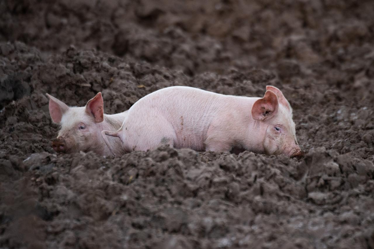 Praš?i?i i blatne radosti