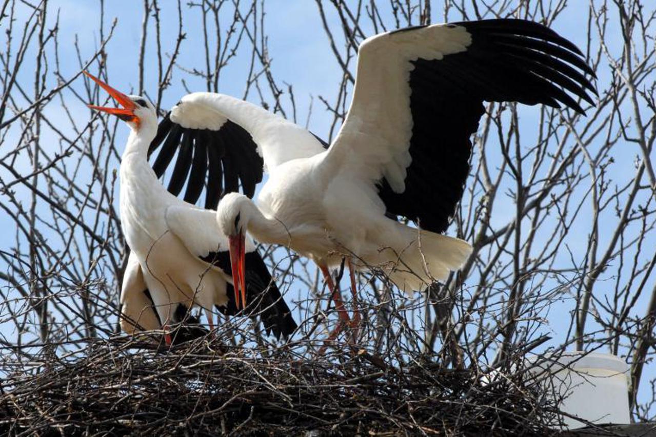 klepetan i malena (1)