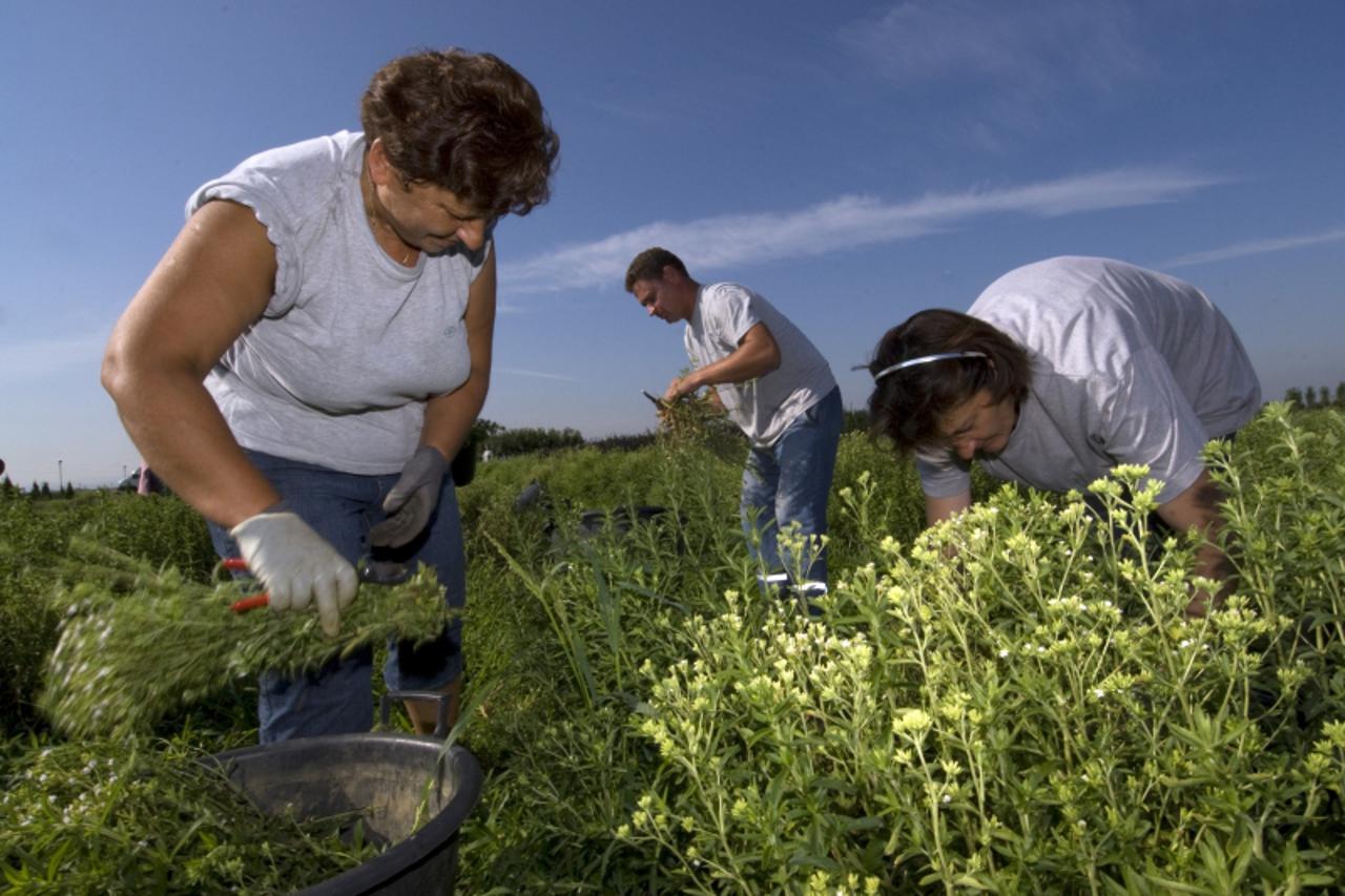 '11.08.2010., Nova Ves, Radnici tvrtke Parkovi rano ujutro poceli su brati biljku steviu koja se koristi za proizvodnju sladila Photo: Marko Jurinec/PIXSELL'