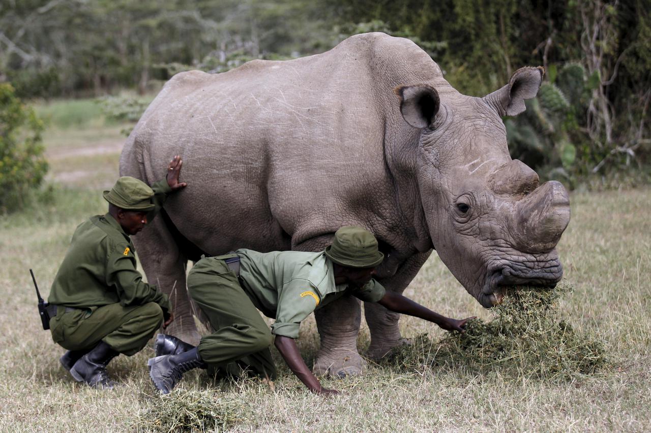 Uginuo nosorog Sudan