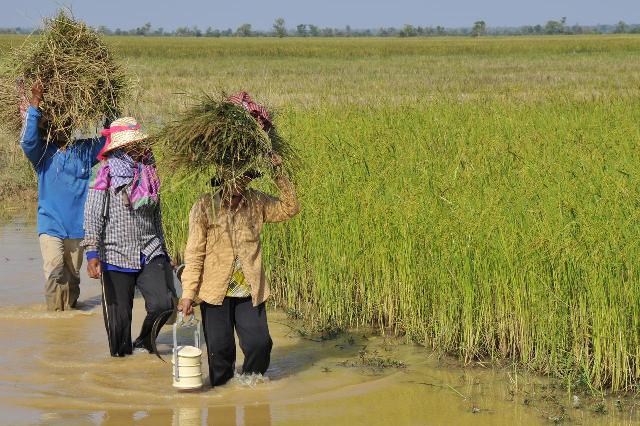 kambodža: Po?ela žetva riže
