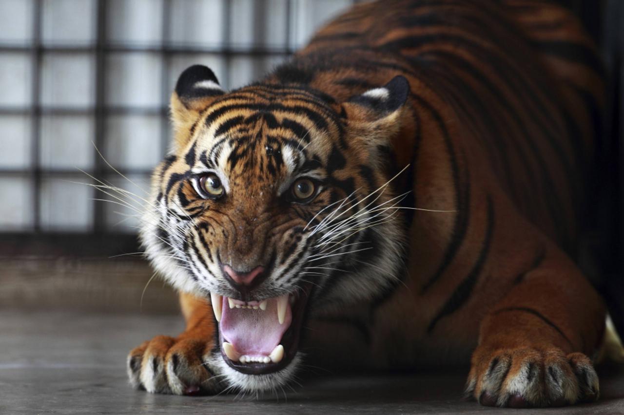 tigar (1)