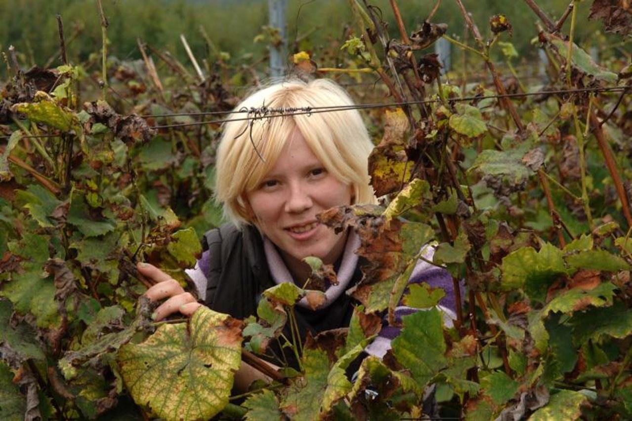 berba grožđa,Kutjevo