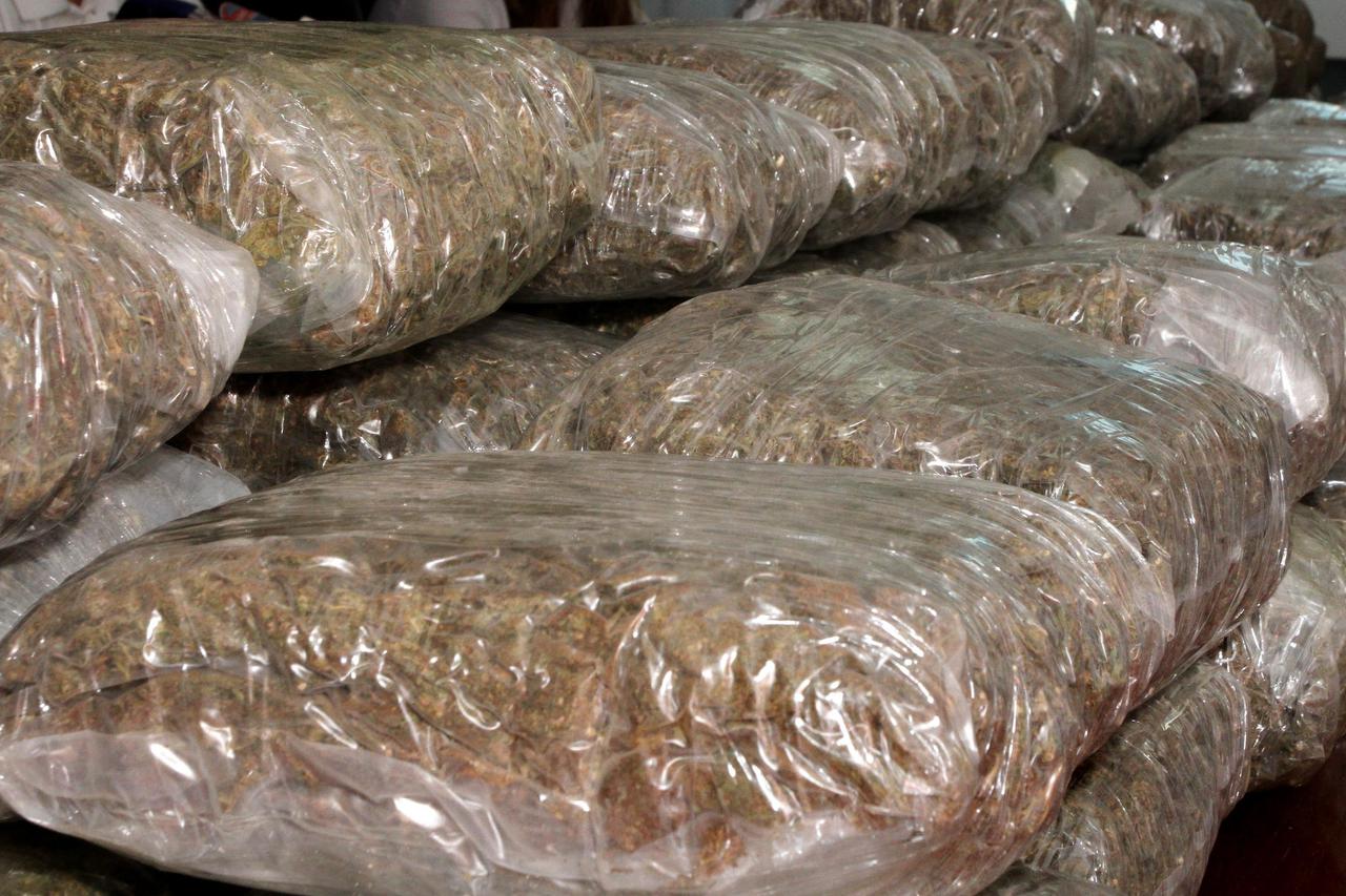 Marihuana zapljena