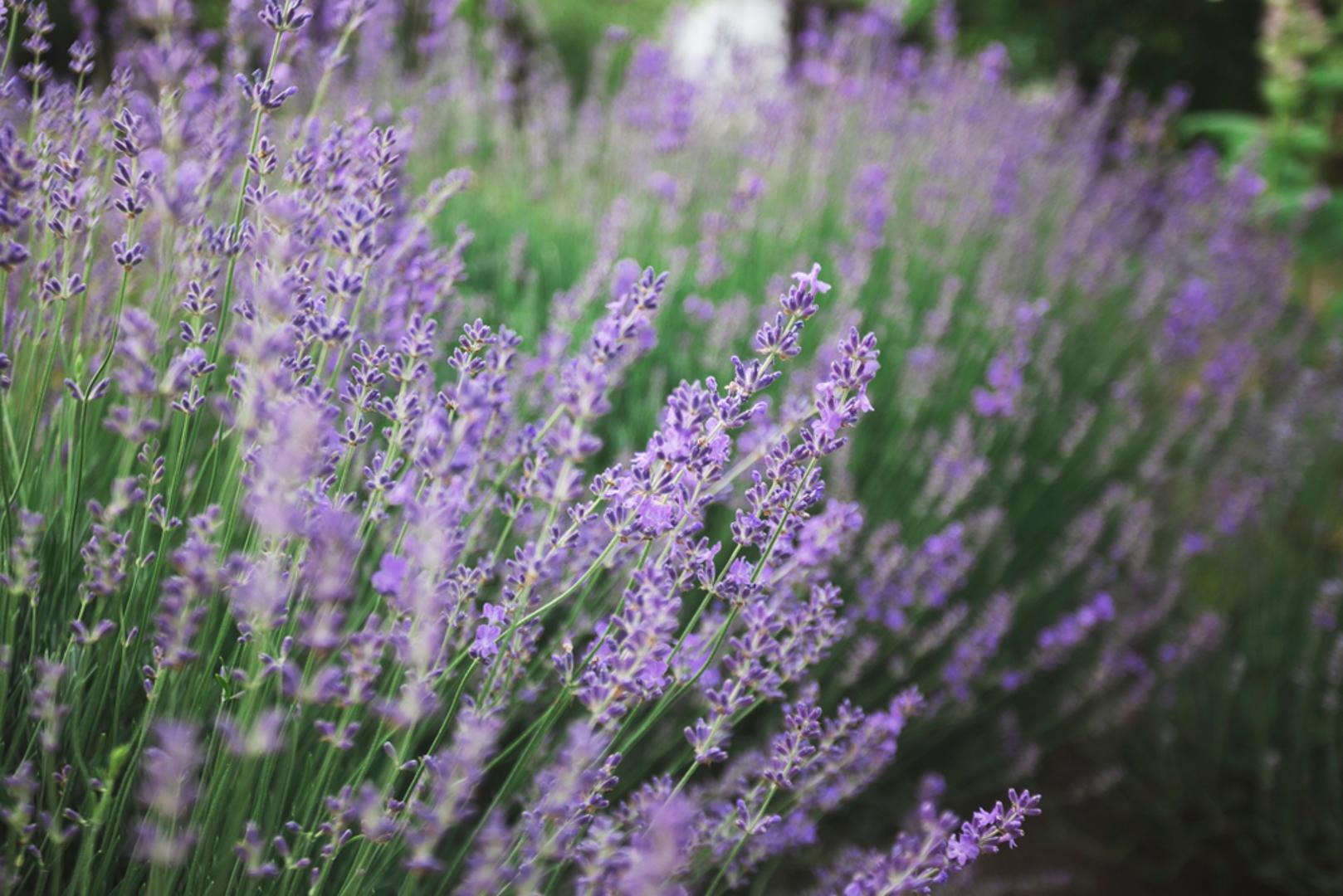 Lavanda: Lavanda je jedan od najboljih izbora za sunčane i suhe položaje. Voli propusno tlo, ne podnosi previše vlage i odlično se snalazi tijekom ljetnih vrućina. Osim što lijepo cvate i miriše, privlači pčele i leptire te se može koristiti za sušenje, dekoraciju i mirisne vrećice.