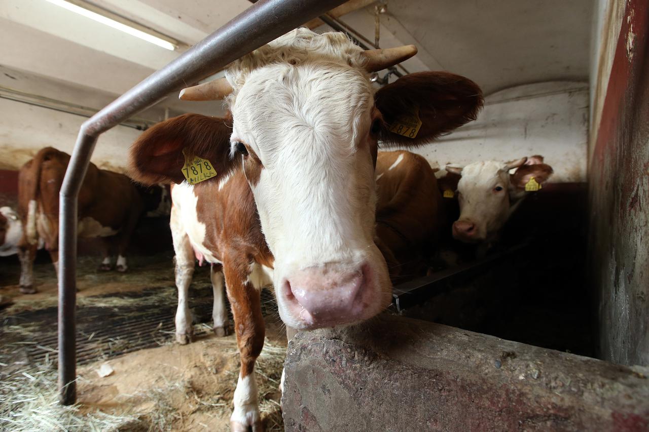 Sveti Ivan Zelina - Muzne krave na obiteljskom imanju Loncar