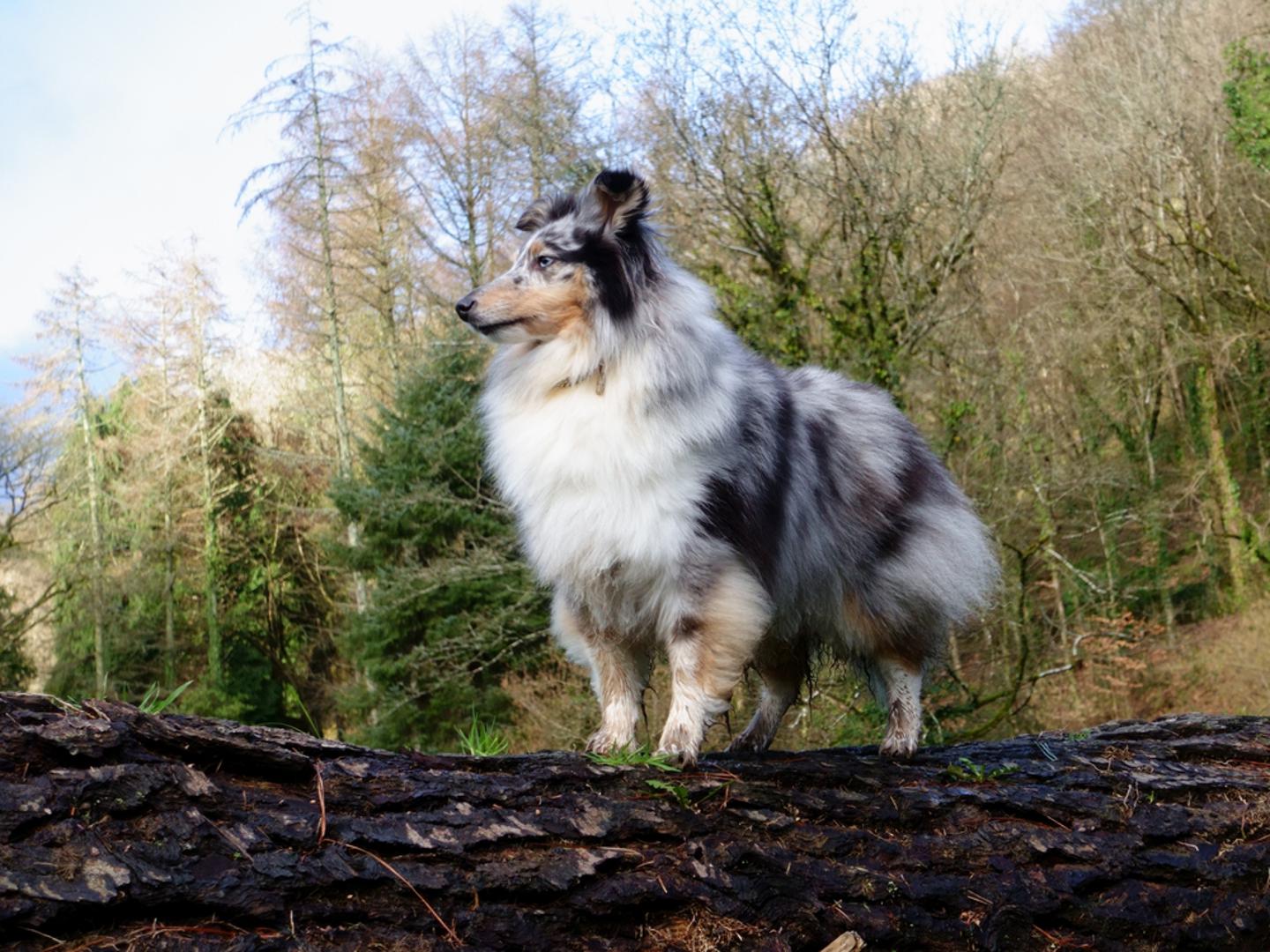Šetlandski ovčar: Još jedan pas čuvar. Energični i uvijek zaštitnički raspoložen, šetlandski ovčar osjetit će opasnost ili strah. Jednako je sretan sjedeći vam u krilu kod kuće kao i čuvajući stado na otvorenom, a uvijek će napraviti dodatni korak kako bi bio uz vas.