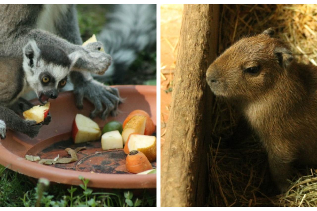 Lemur i kapibara