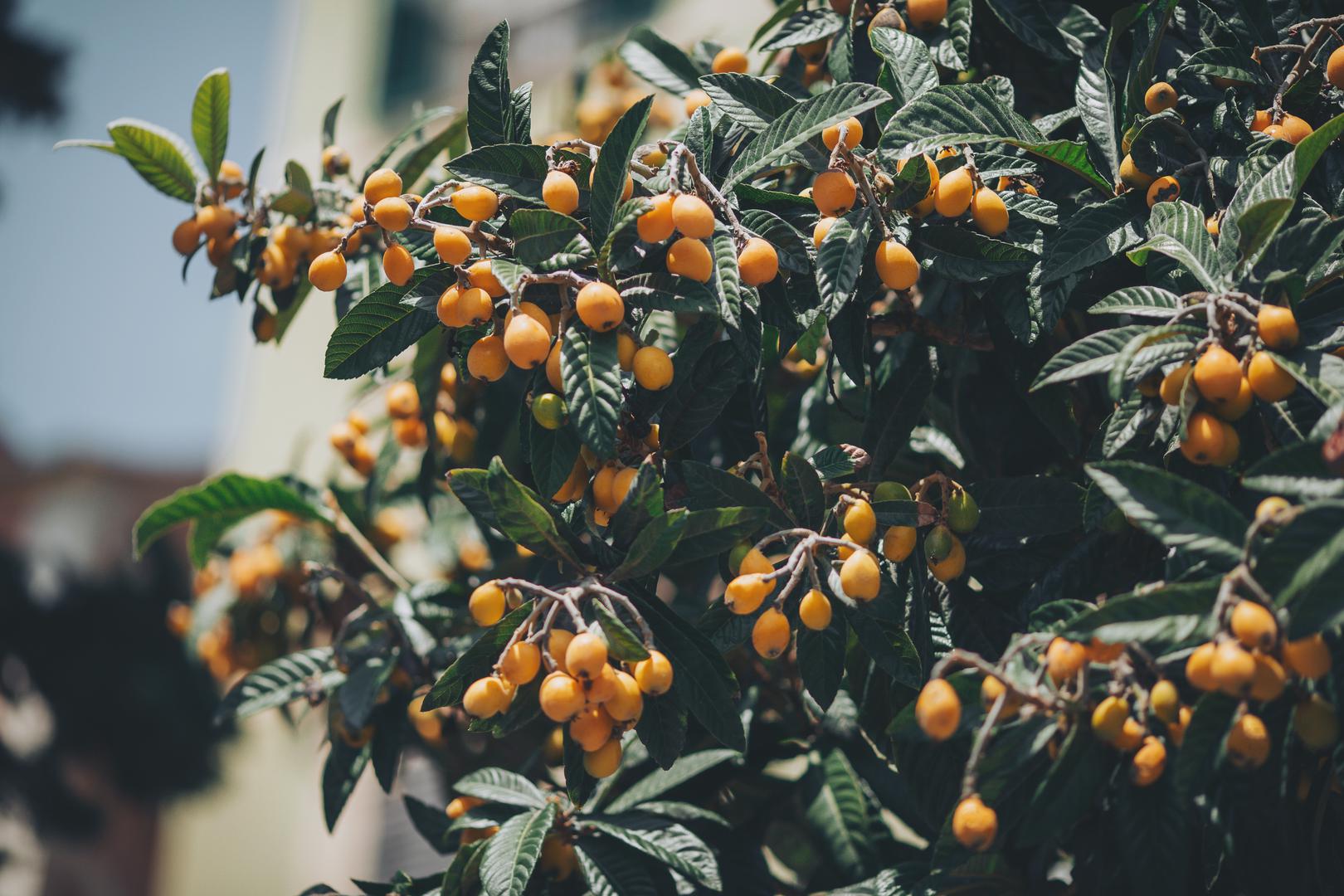 9. Japanska mušmula: Japanska mušmula (lokvat) daje izrazito aromatične i sočne plodove. Potrebno joj je puno sunca i redovito zalijevanje, osobito u toplijim mjesecima. Cvjeta u jesen, a plodovi sazrijevaju u proljeće. Njeni veliki, sjajni listovi dodaju tropski štih vašem balkonu.