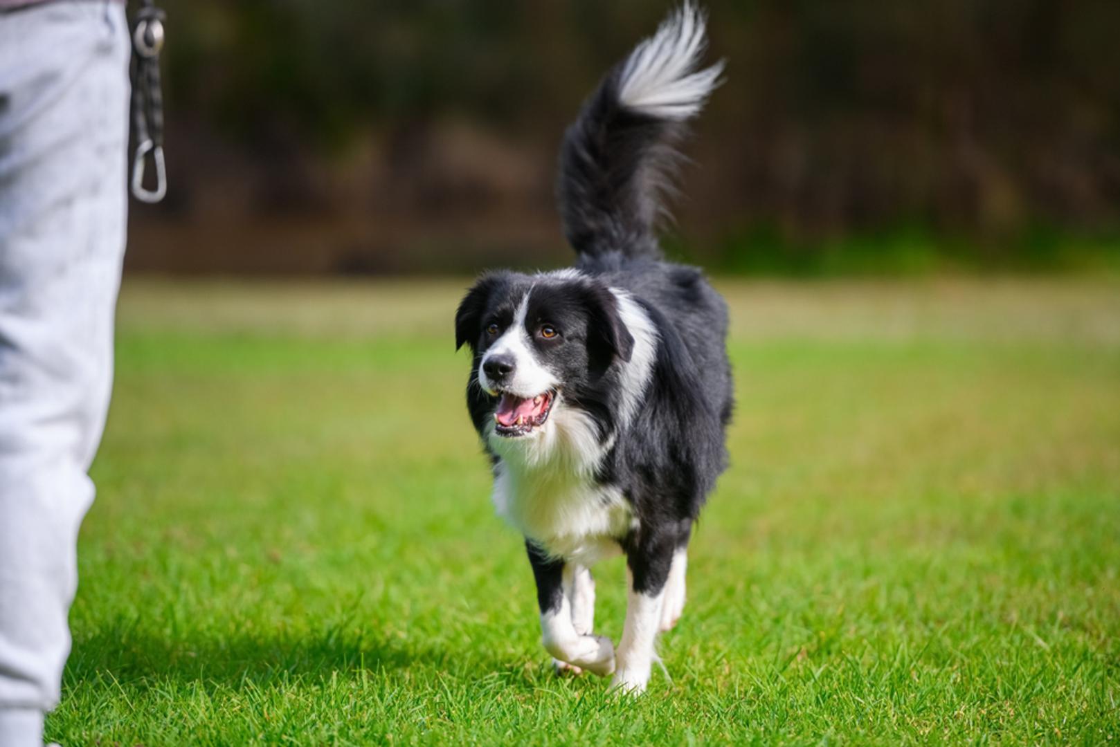 Border collie: Poznat kao najinteligentniji pas na svijetu, zahtijeva i mentalnu i fizičku stimulaciju. Border collie voli brze šetnje, trčanje i igre poput frizbija. Bez dovoljno kretanja postaje nemiran, pa će vas doslovno 'vući' van svaki dan.