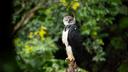 Human Activities Threaten Resilient Species, IUCN Red List Warns
