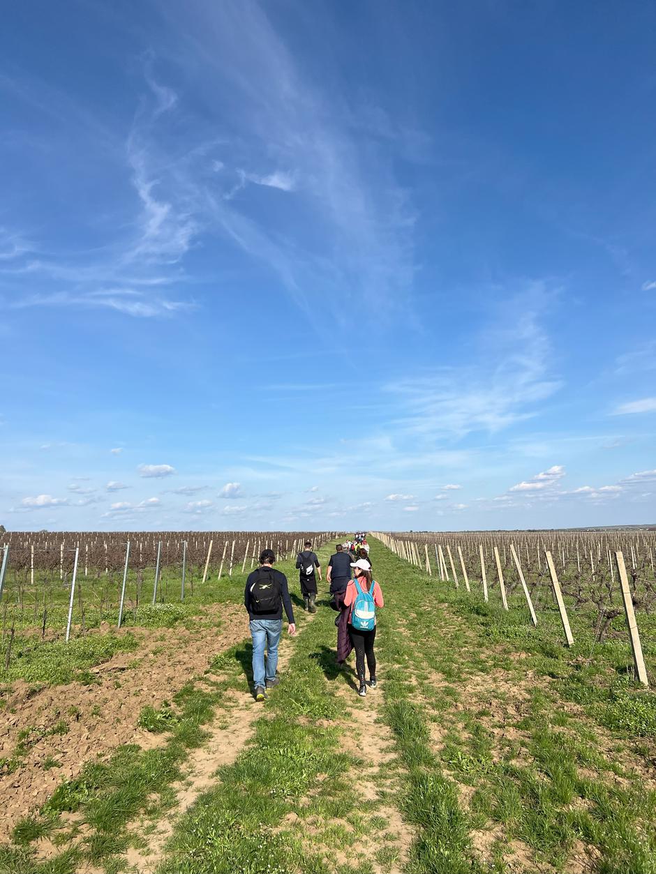 Vina Erdut Wine & Walk