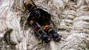 Asian Hornet Spreading Rapidly Across Europe, Threatening Native Insects