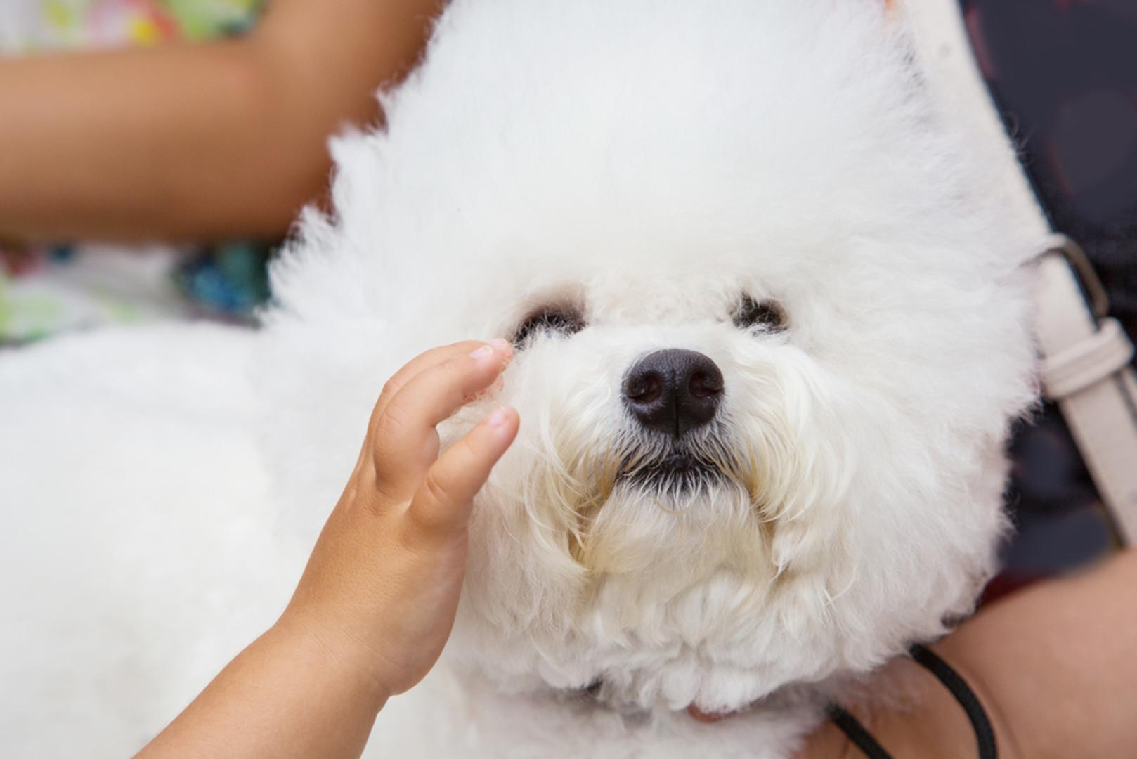 Bišon: Bišoni su uzgajani da budu pratitelji. Veseli su, razigrani i vrlo društveni psi. Njihova obitelj im je iznimno važna i trebaju puno vremena provoditi s ljudima.