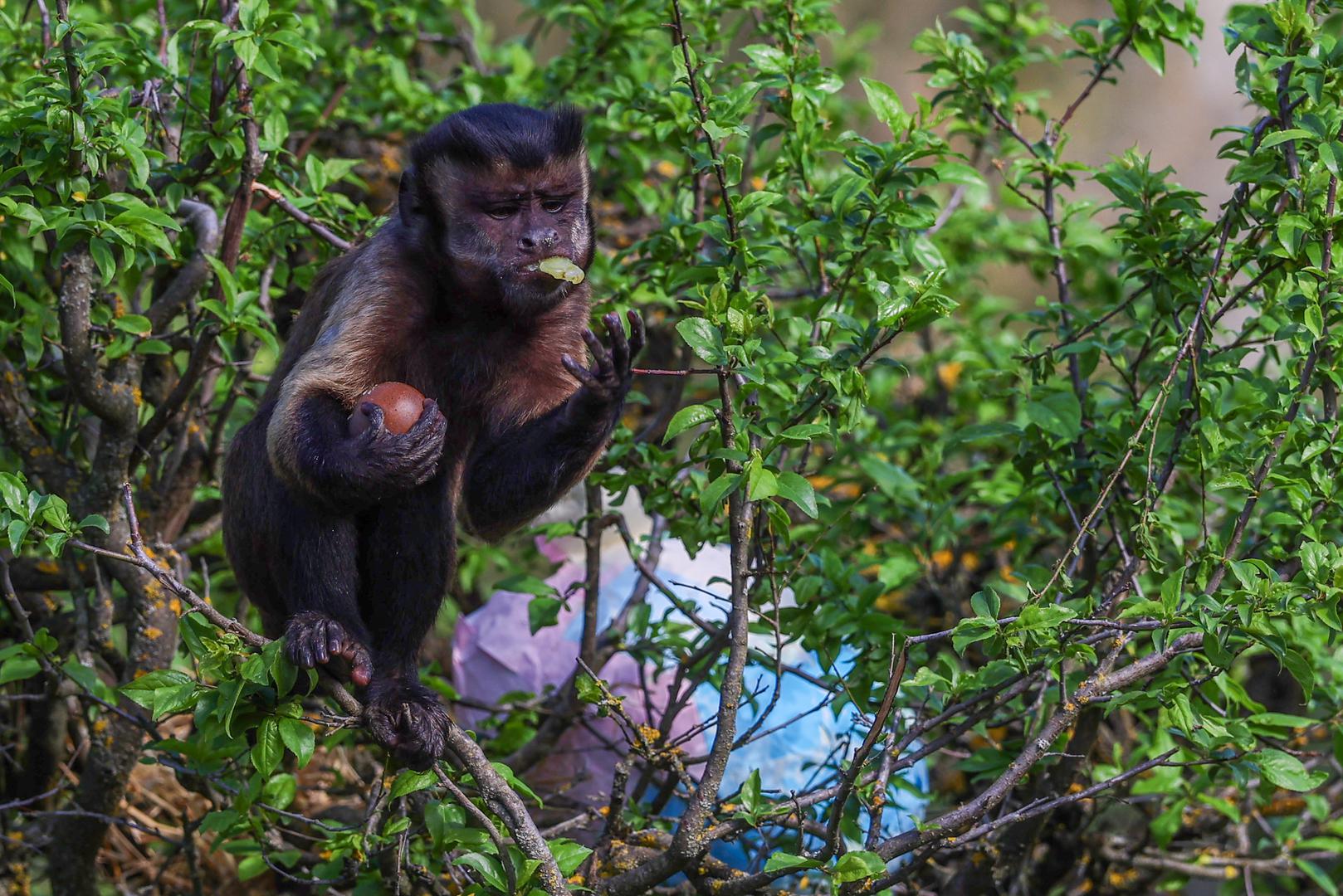 Slasni šareni doručak smeđim medvjedima, divovskim mravojedima, crvenom pandi, merkatima, patuljastim mungosima, čimpanzama, nosatim rakunima i smeđim kapucinima. 