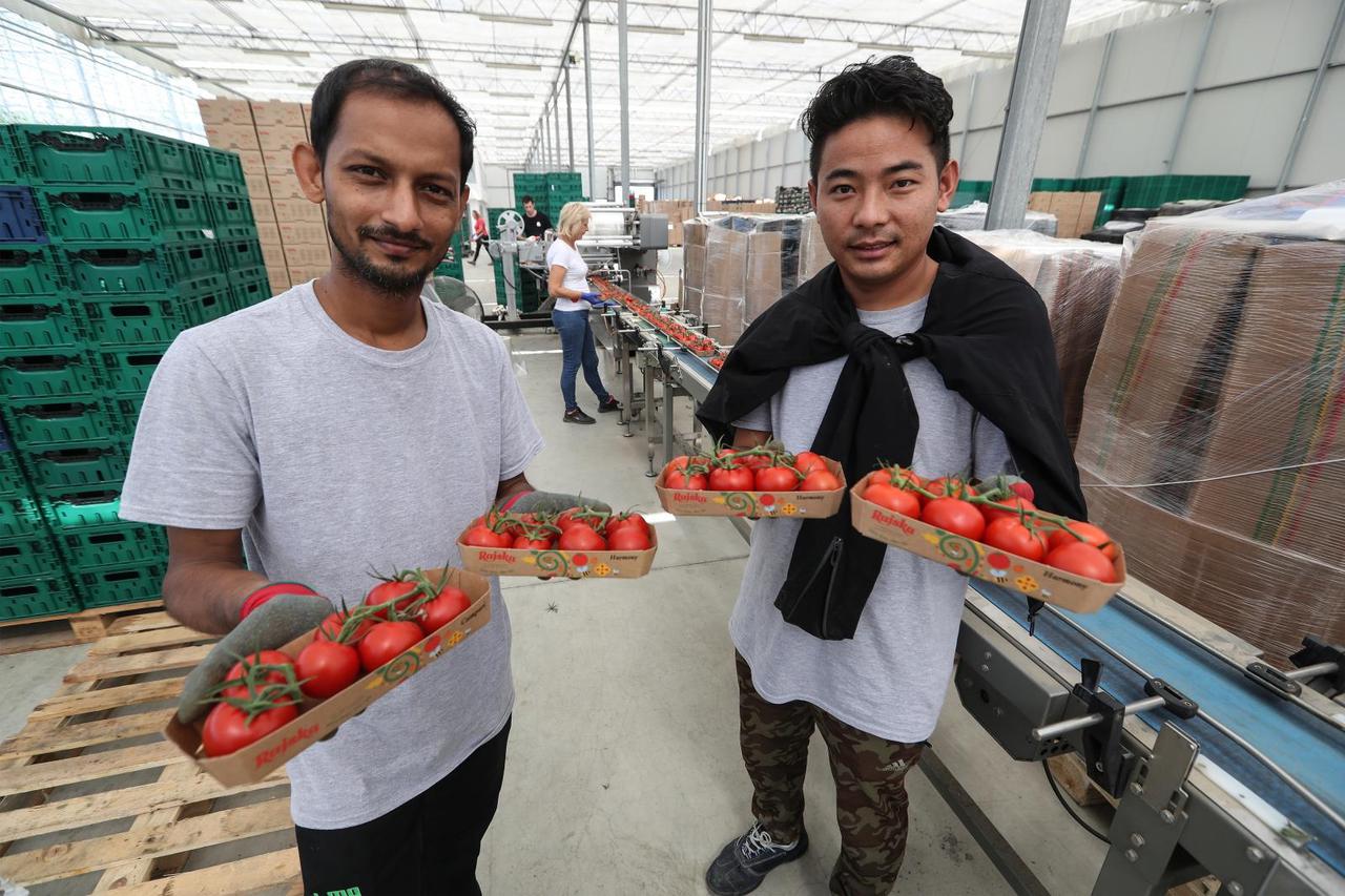Sveta Nedelja: Tvrtka Zarja koja se bavi uzgojem rajčica zapošljava radnike iz Indije i Nepala