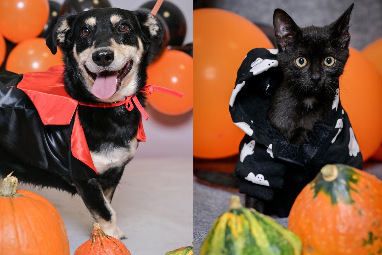 Sklonište u Dumovcu poziva na posebno jesensko udomljavanje pasa i mačaka