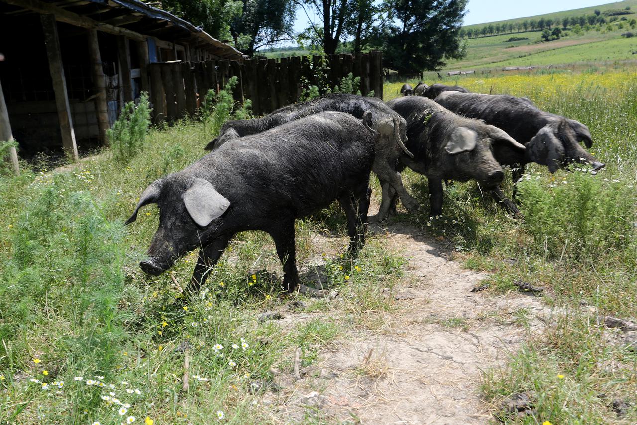 07.06.2016., Majar, Djakovo - Mjestani sela Majar u Djakovstini zale se na farmu crnih svinja vlasnika Perice Matijakovica, cije svinje, kako kazu, gladne setaju po selu i unistavaju usjeve.  Photo: Marko Mrkonjic/PIXSELL