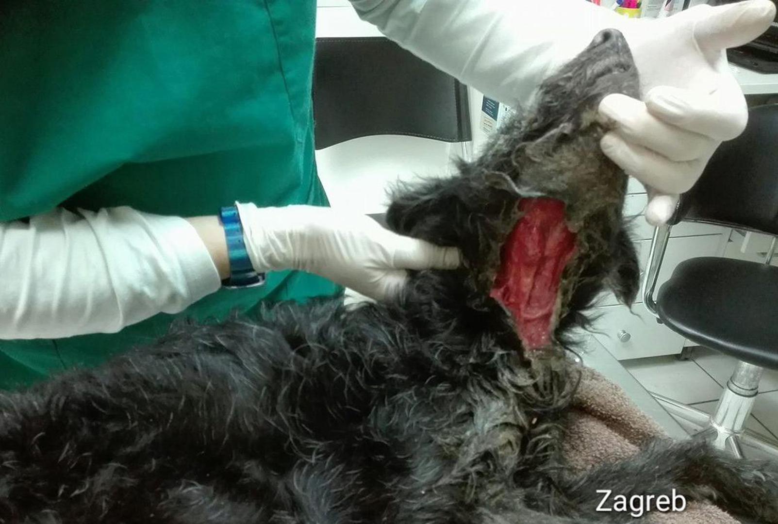 Ogromna rana na vratu