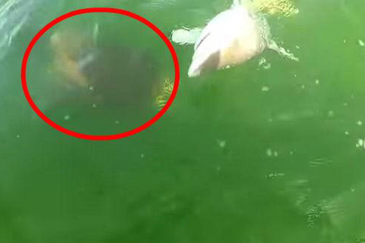 Morskog psa zgrabila ogromna riba