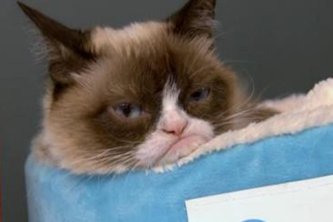 grumpy cat
