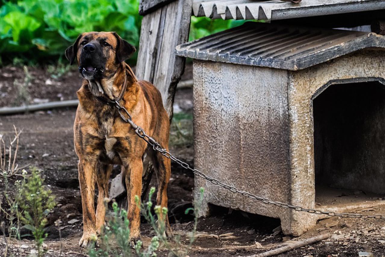 Pas na lancu - ilustracija