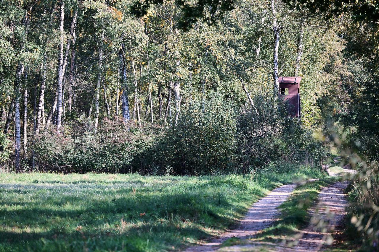 Possible sighting of a cougar on the loose near Munich Airport
