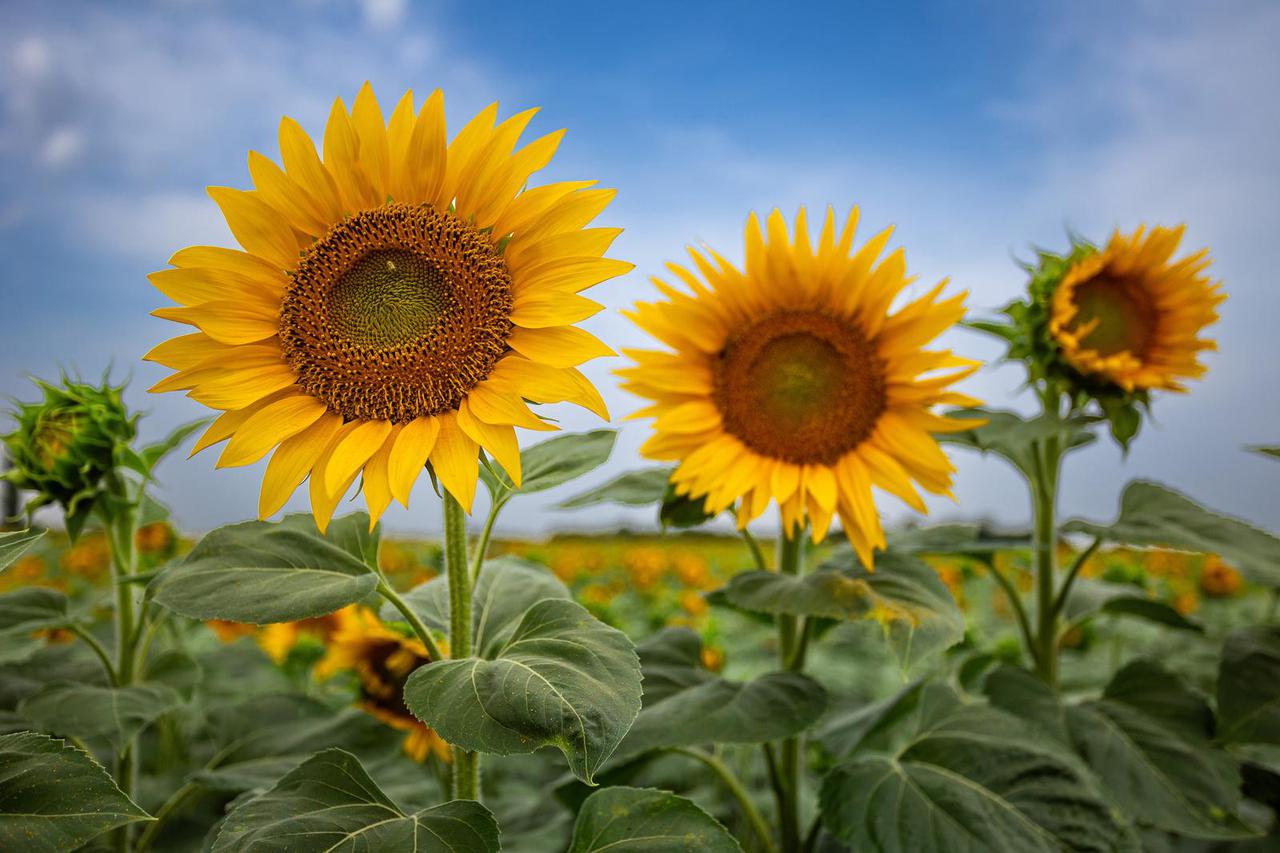 Suncokreti obojali slavonska polja