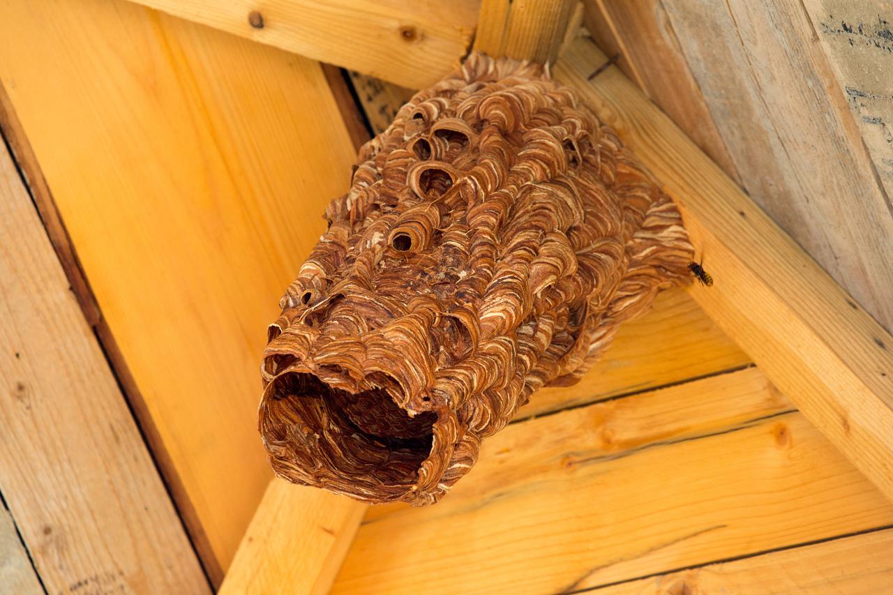 Sarvaš: Stipica Čičak uništava gnijezda stršljena