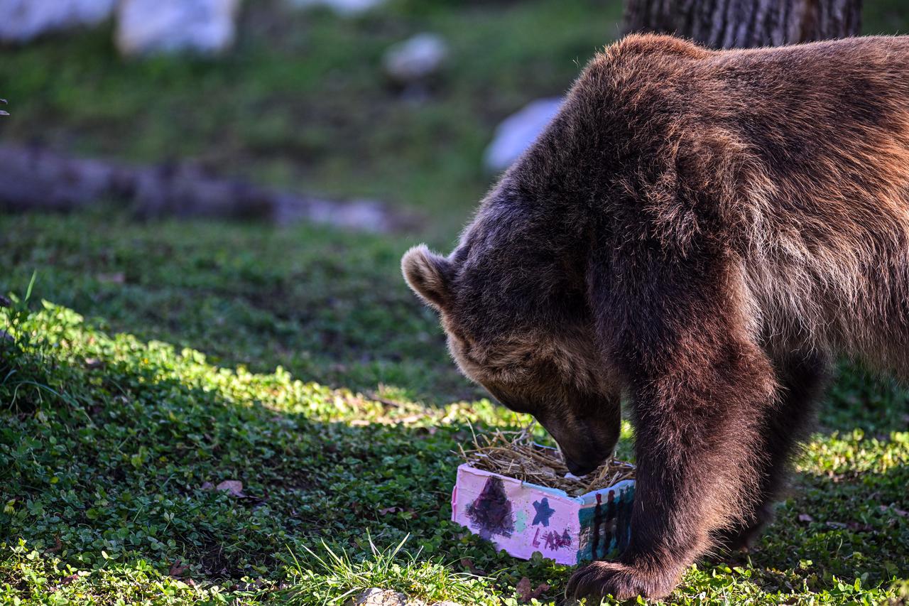 Zagreb: Tradicionalna podjela darova životinjama u ZOO