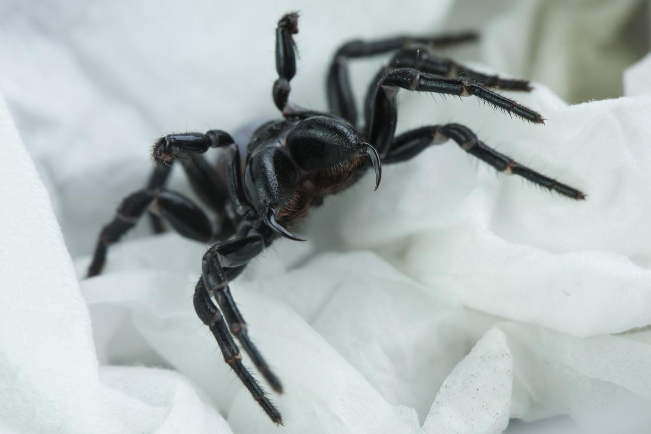 Australski smrtonosni pauk