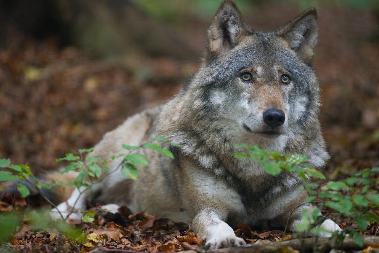 The 12-year-old Wolf Kaunas lays in his compound at the animal park Kunsterspring in Neuruppin, Germany, 20 October 2011. More than 500 animals from an overall 90 species live in their natural surroundings. Photo: Patrick Pleul