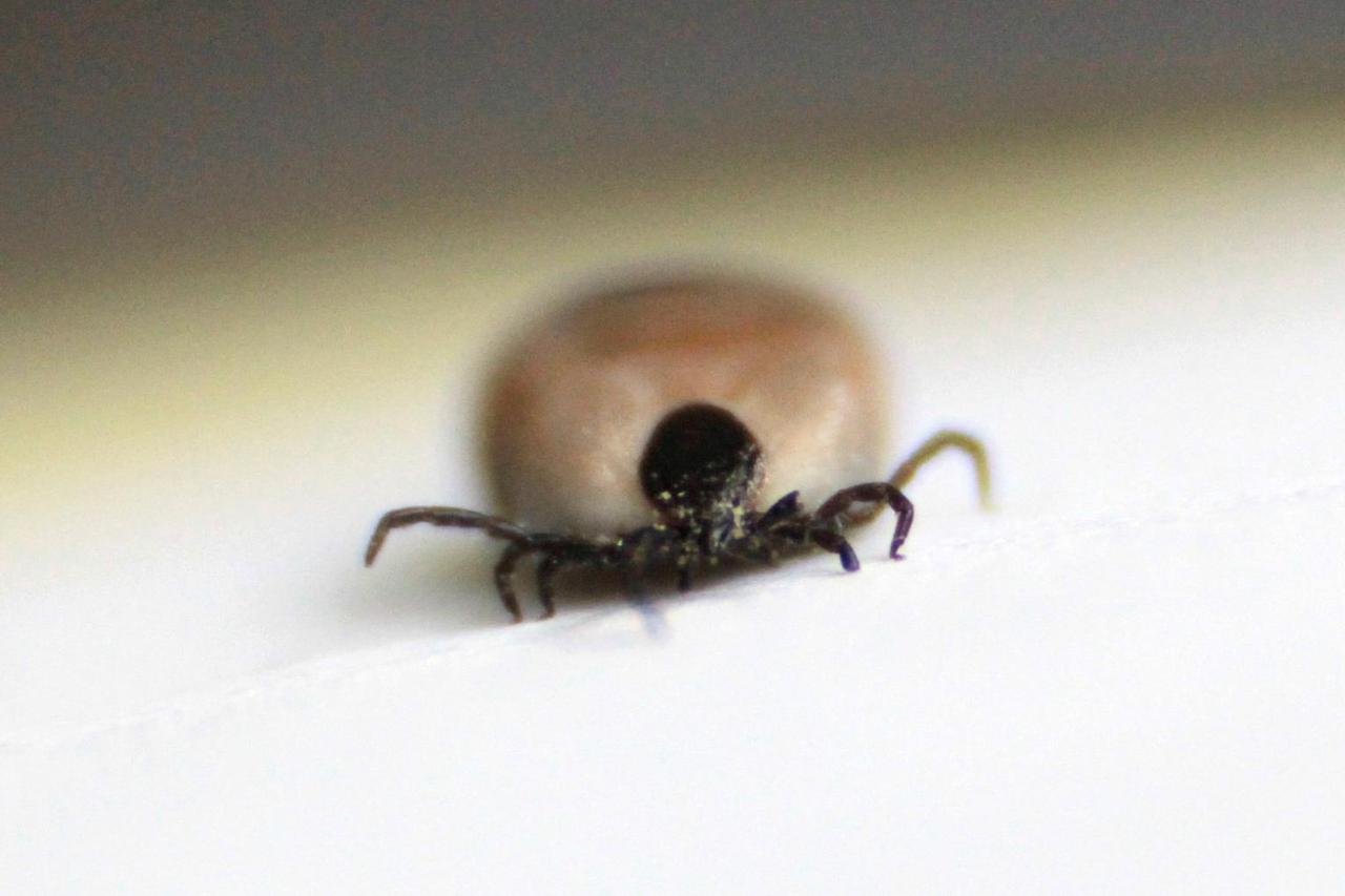 Koprivnica: Krpelj Sklopec, ilustracija