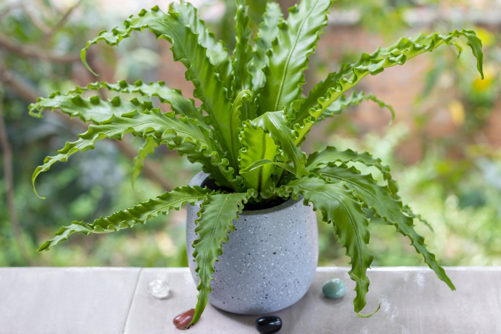 Birds Nest Fern: Paprat je s velikim, valovitim listovima koji rastu iz središta biljke i podsjećaju na ptičje gnijezdo. Ova biljka voli vlagu i indirektno svjetlo te je relativno jednostavna za održavanje. 
