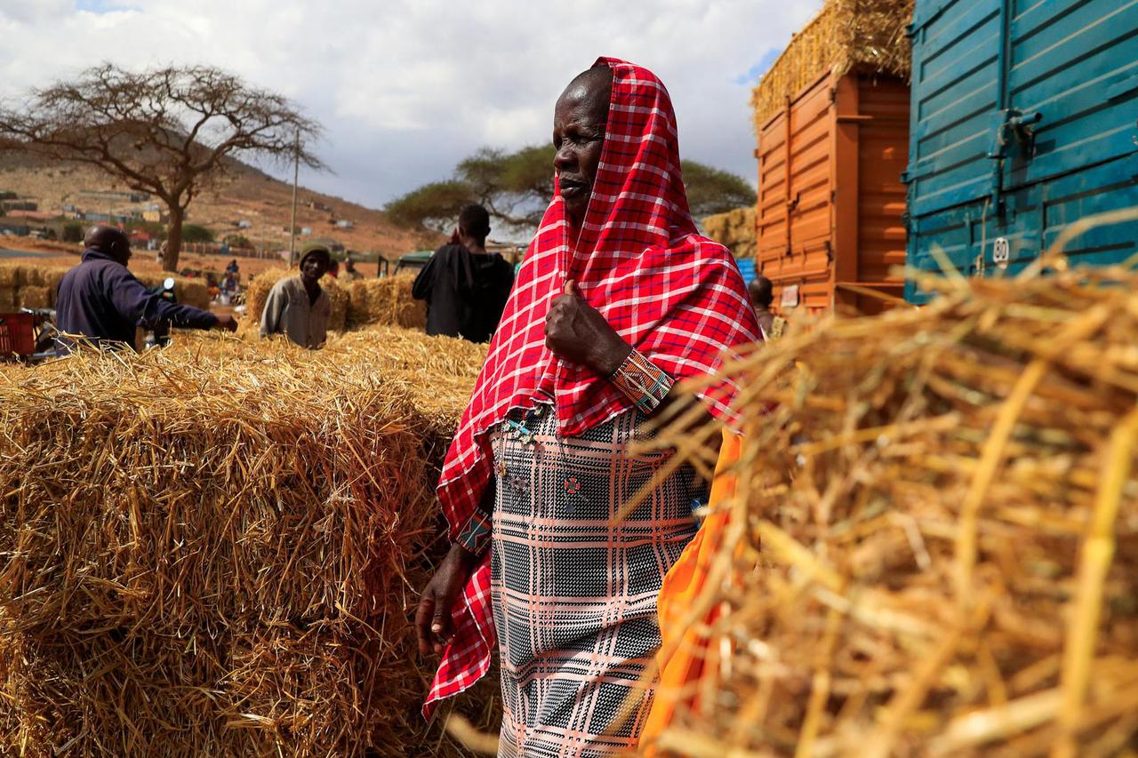 Drought in Kenya forces Maasai herders to sell emaciated cattle in Kajiado