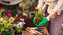 Beautiful Garden Plants Can Be Deadly: Experts Warn of Toxic Flora