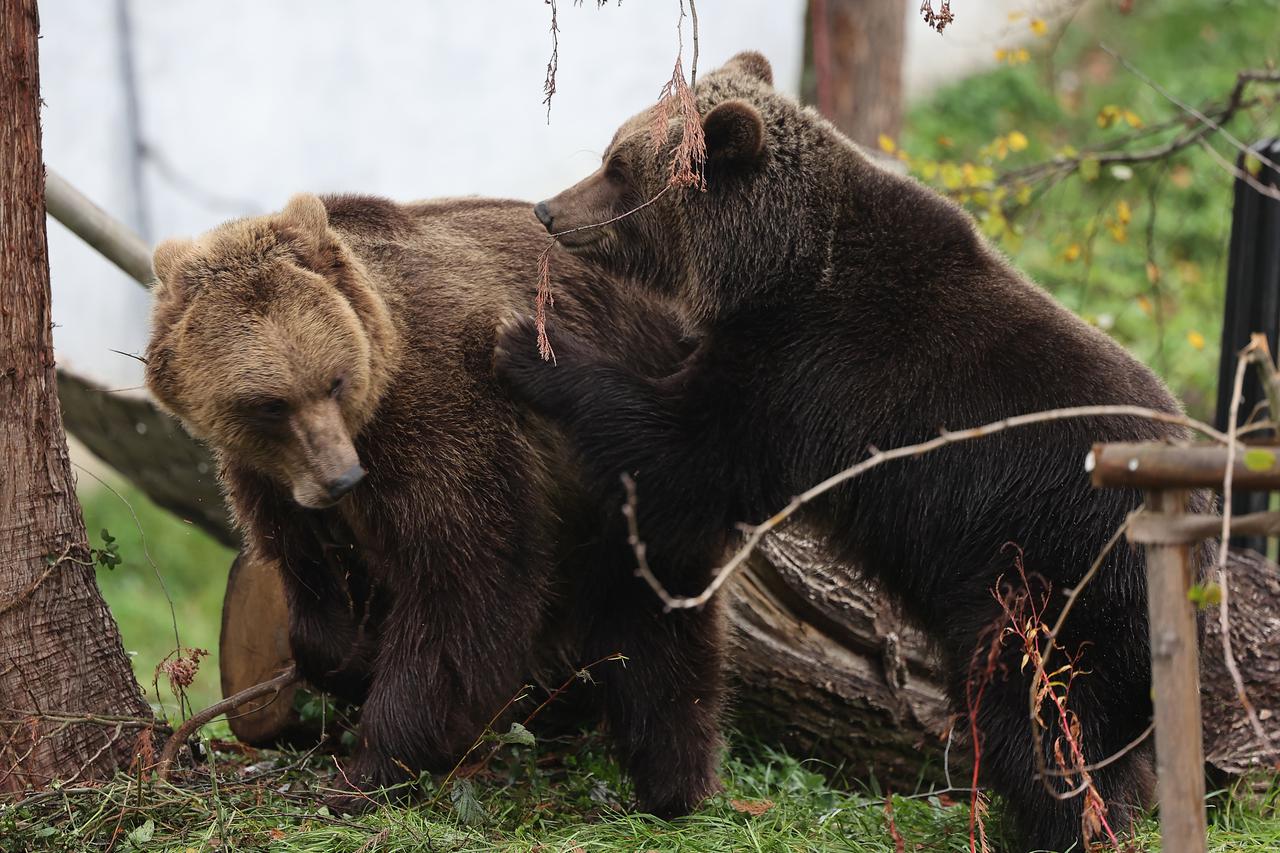 Zagrebački zoološki vrt dobio nove stanovnike, medvjediće Alberta i Ketu