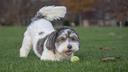 Does your dog recognize its name or just react to your voice? Experts explain