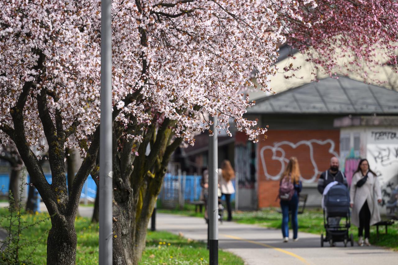 Zagreb: Rascvjetale krošnje stabala u Horvaćanskoj ulici
