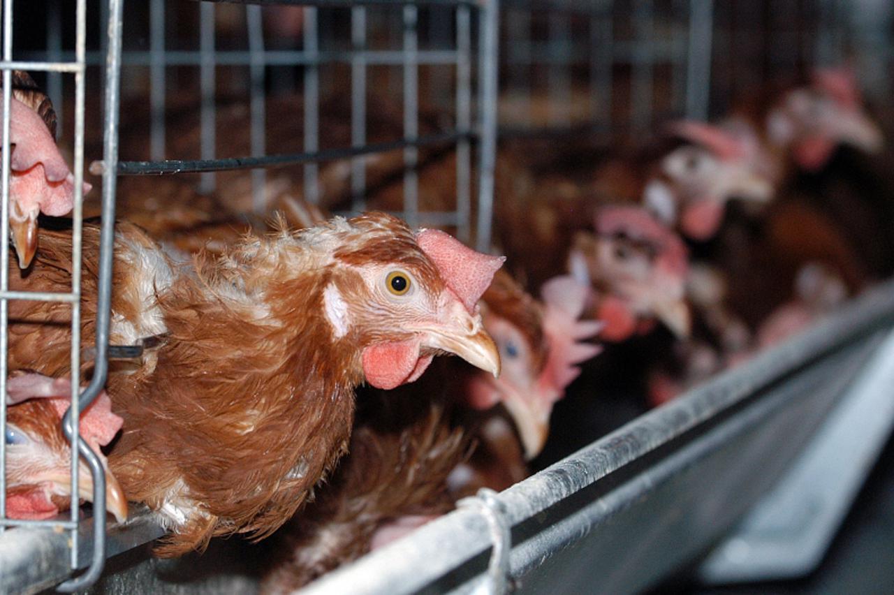 'unutrasnja...zagreb...10.10.2005. ivanicko graberje kraj ivanic grada, farma nesilica lukac, kokosi, najveci proizvodjac jaja u zagrebackoj zupaniji foto: goran stanzl'